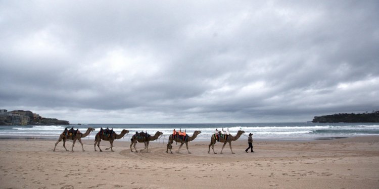 Camels are led along Bondi