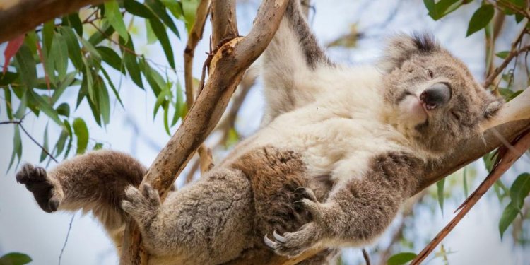 More On Australian Animals