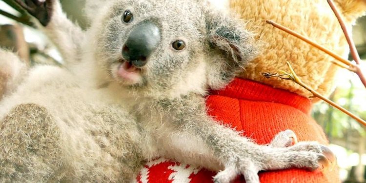 Koala Bon Bon celebrates