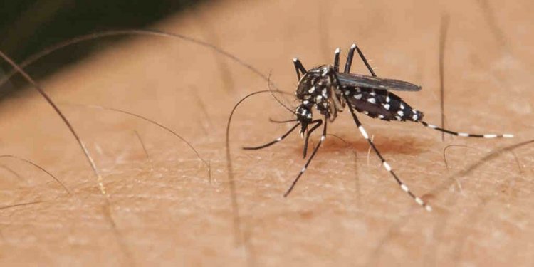 Zika virus travel advice