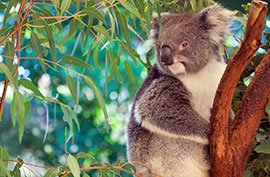 australia koala