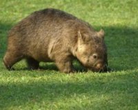 Australian Wombat Australian Wombat