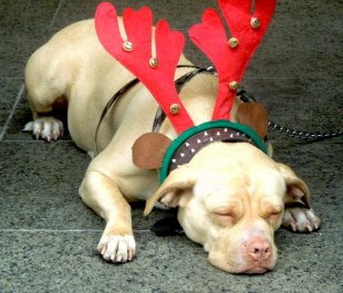 Image of sleeping dog dressed in a pair of red antlers with bells in Perth CBD