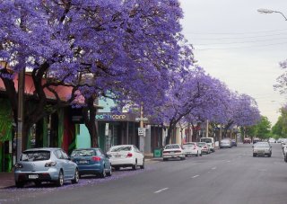 Jacaranda trees in bloom signal Christmas in Australia.