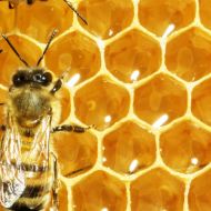 Queen bee