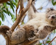 Australian Aboriginal animals