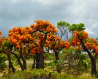 Australian Christmas images