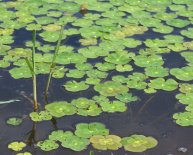 Australian culture Food